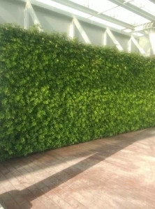 甘南雨林生态植物墙